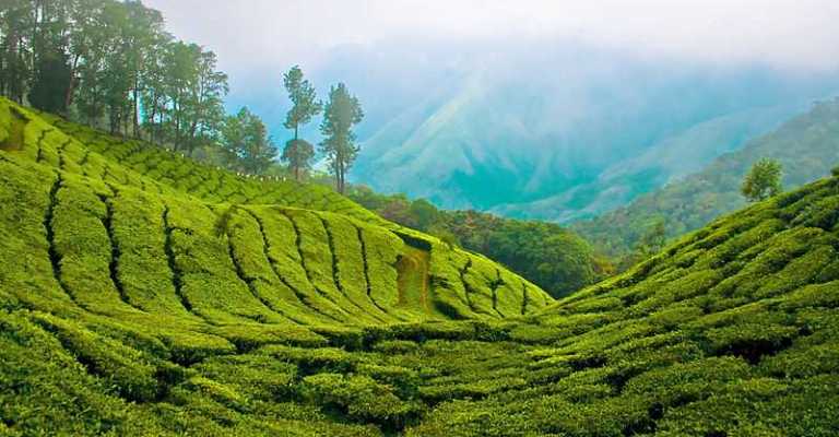 Munnar Tour Package